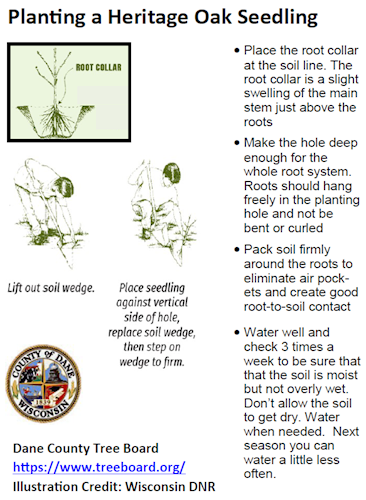 Planting instructions for heritage oak seedlings