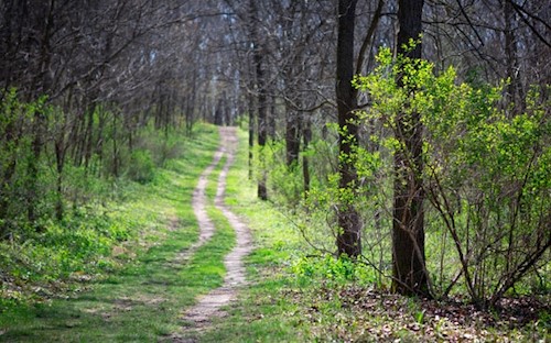 Trees
