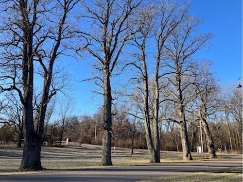 Remarkable Trees of Dane County