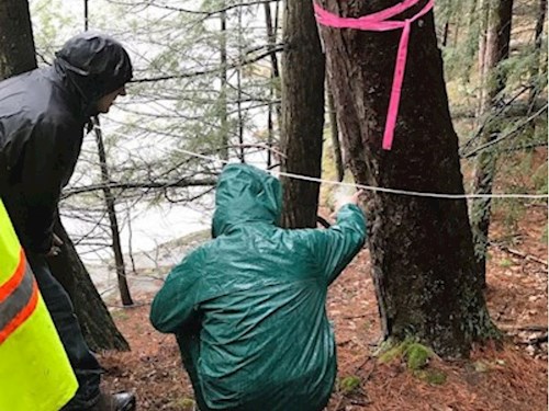 Wisconsin Bearing Trees